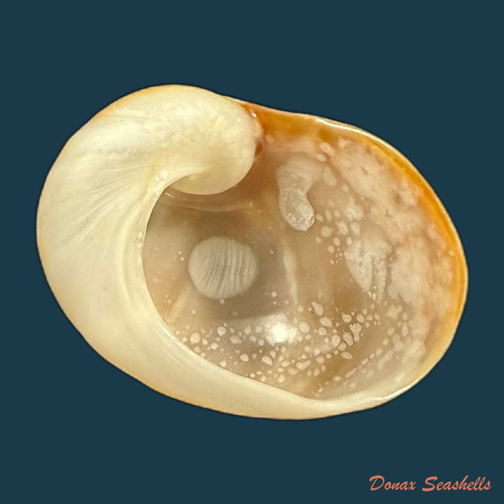 sinum-maculatum-say-1831-24mm-copia