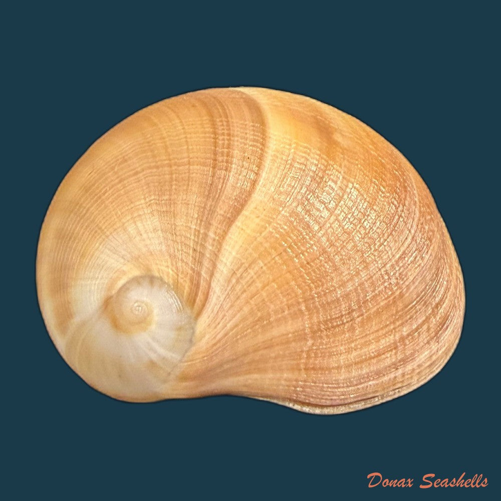 sinum-maculatum-say-1831-30-7mm-copia