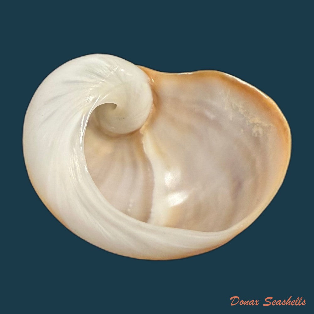 sinum-maculatum-say-1831-30-7mm-copia