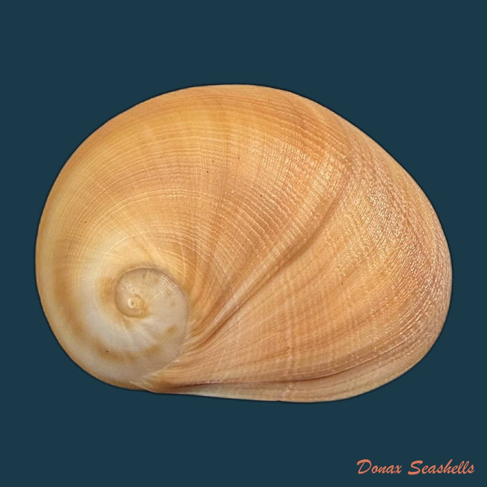sinum-maculatum-say-1831-32-1mm-copia