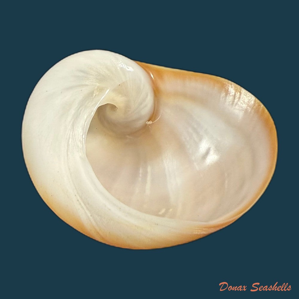 sinum-maculatum-say-1831-32-1mm-copia