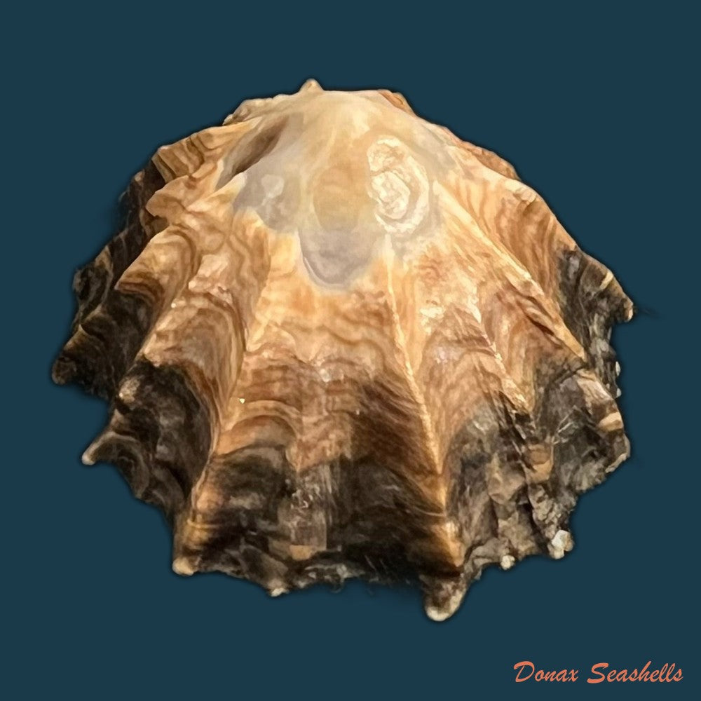 siphonaria-gigas-g-b-sowerby-i-1825-43mm-copia