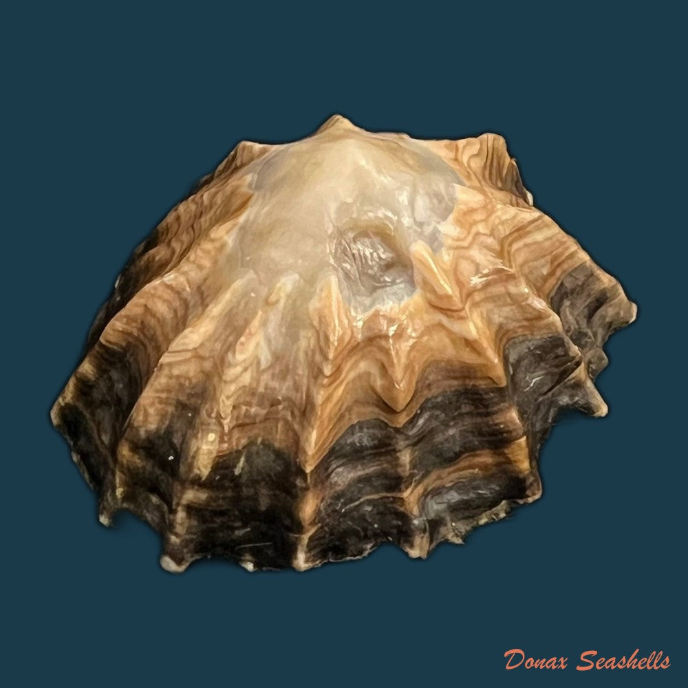 siphonaria-gigas-g-b-sowerby-i-1825-43mm-copia