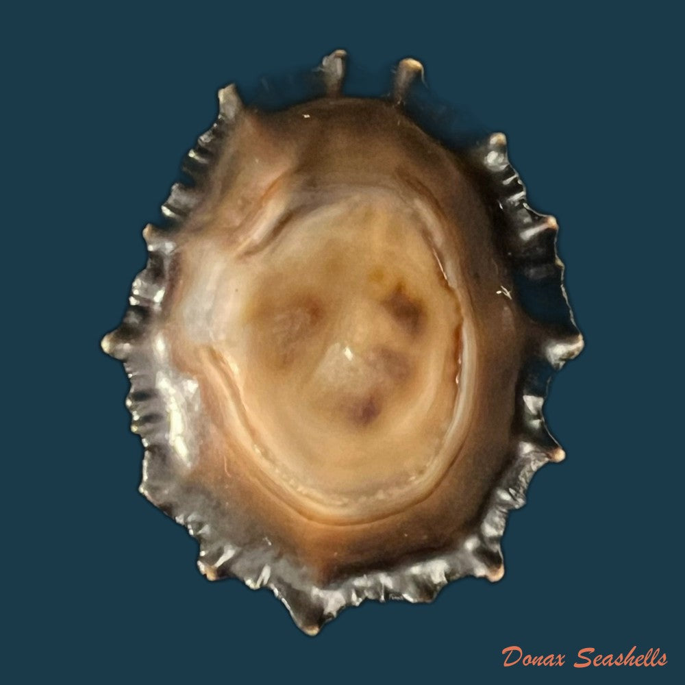 siphonaria-gigas-g-b-sowerby-i-1825-43mm-copia