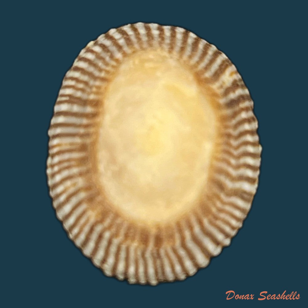 siphonaria-pectinata-linnaeus-1758-18-9mm-copia