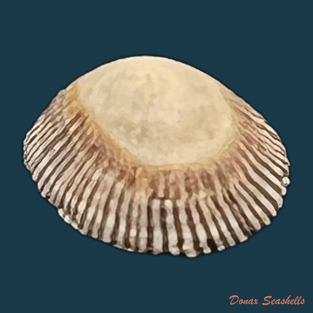 siphonaria-pectinata-linnaeus-1758-18-9mm-copia