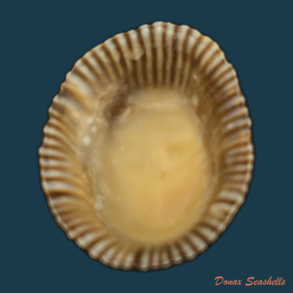 siphonaria-pectinata-linnaeus-1758-18-9mm-copia