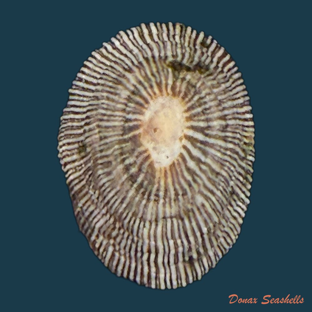 siphonaria-pectinata-linnaeus-1758-copia-1