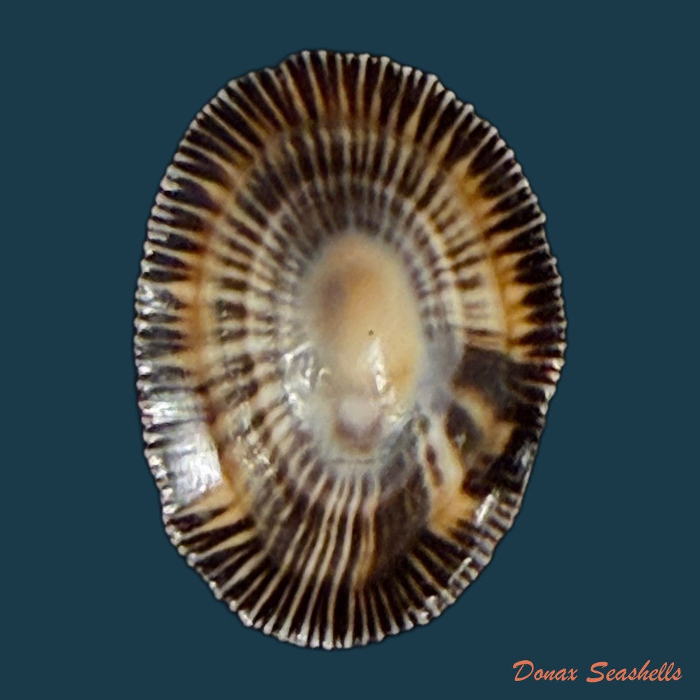 siphonaria-pectinata-linnaeus-1758-copia-1