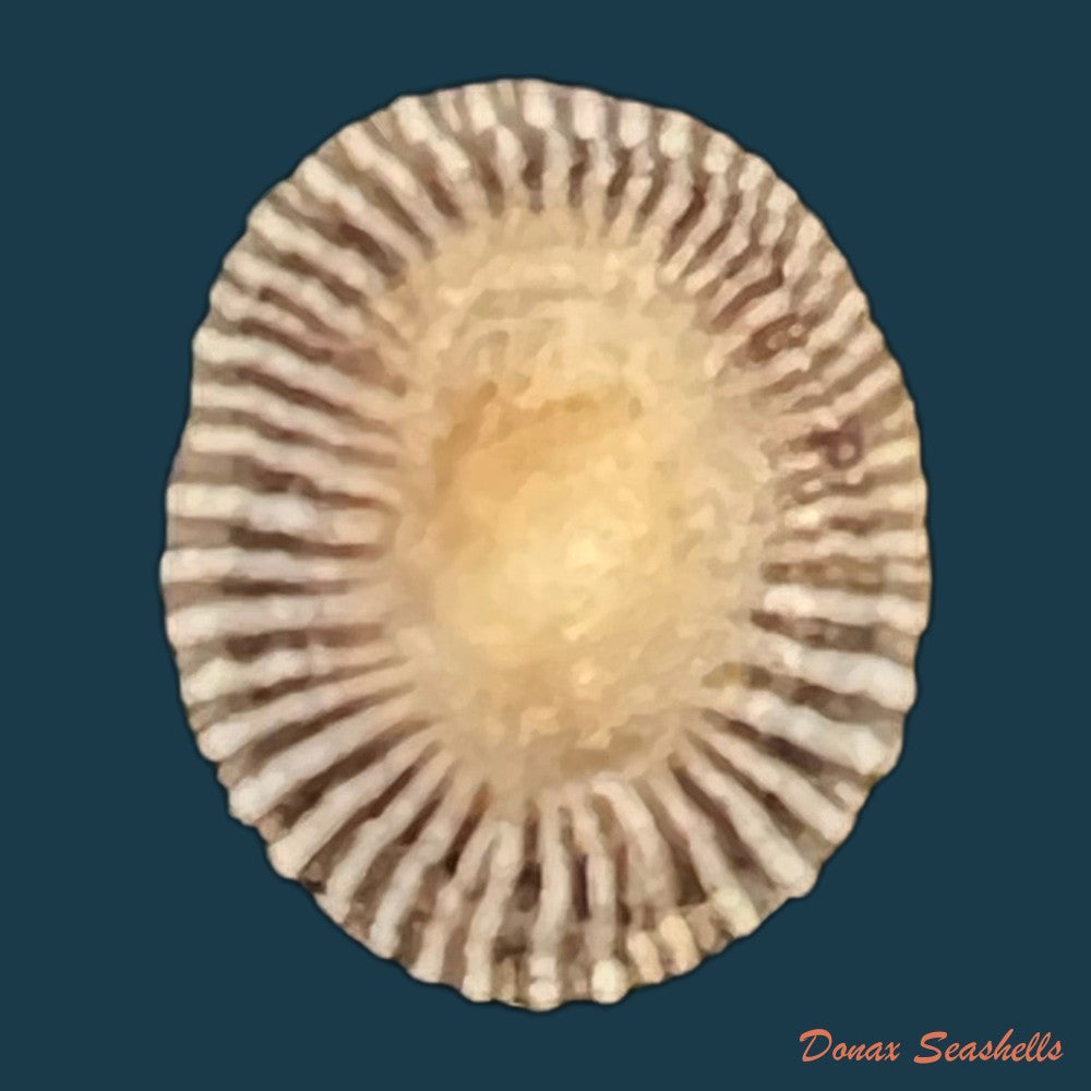 siphonaria-pectinata-linnaeus-1758-copia