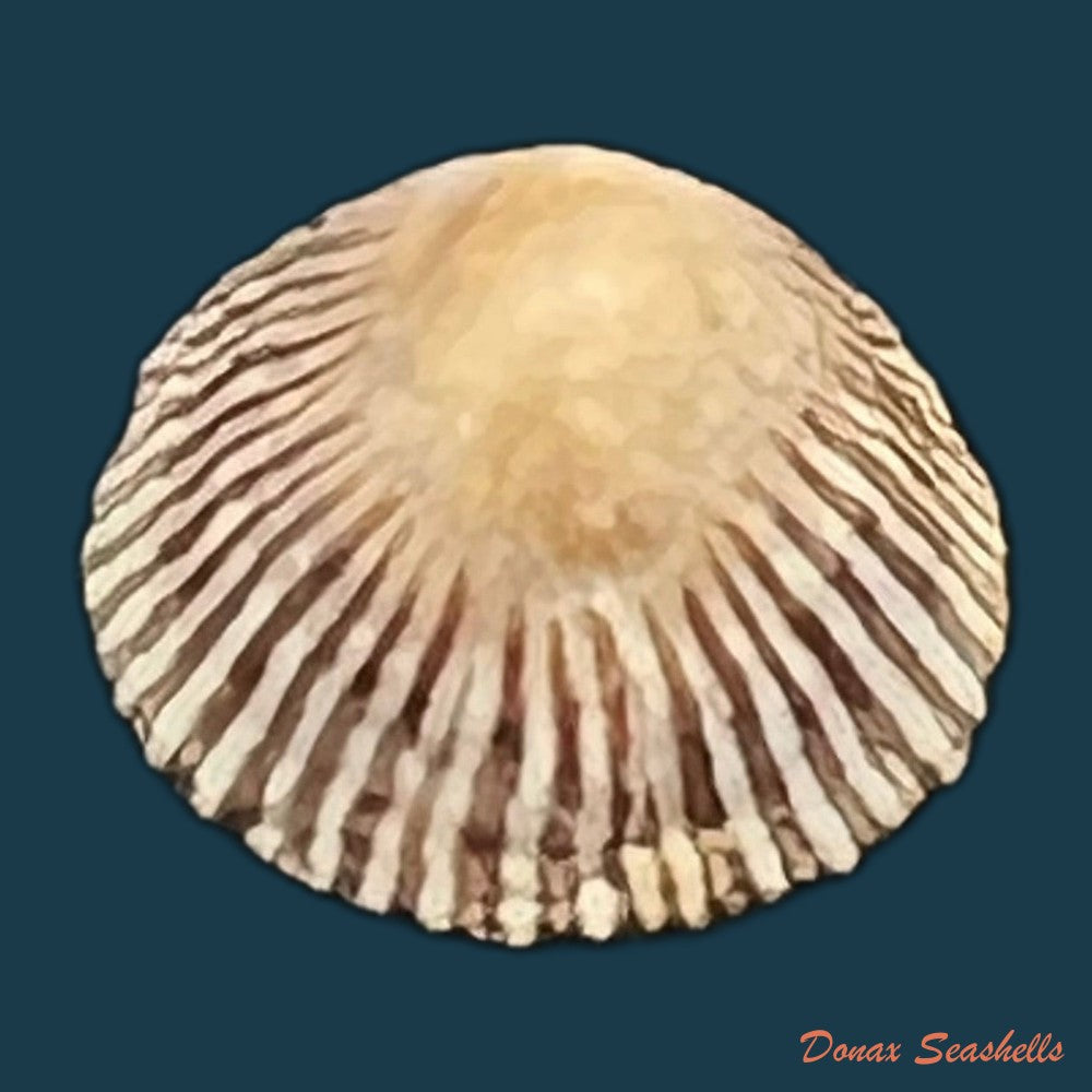 siphonaria-pectinata-linnaeus-1758-copia