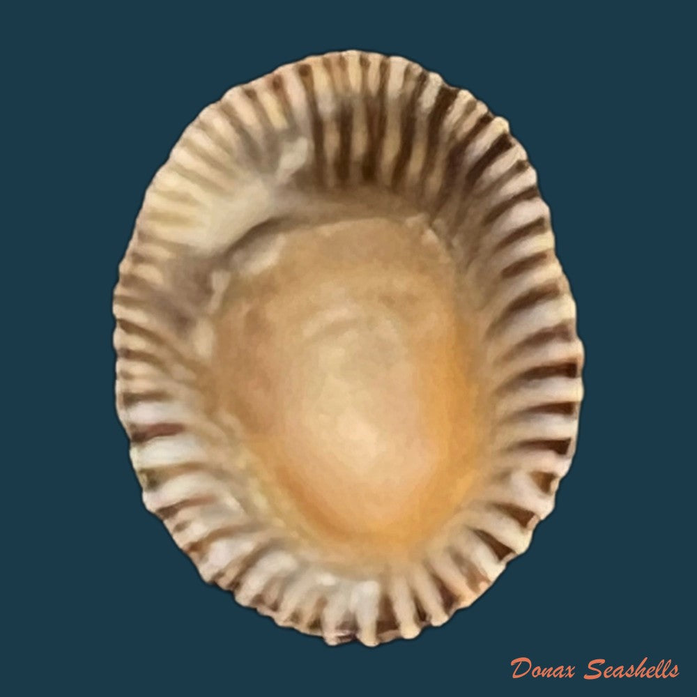 siphonaria-pectinata-linnaeus-1758-copia