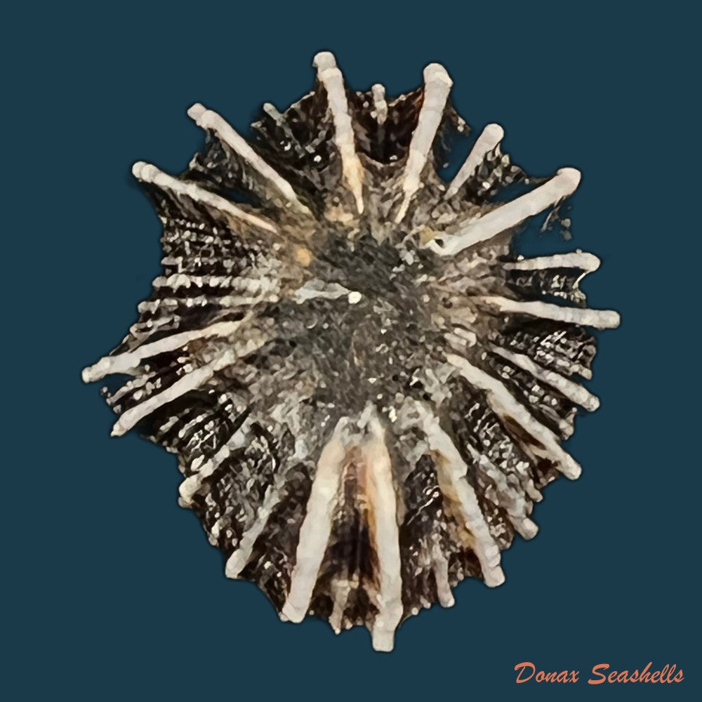 siphonaria-sipho-g-b-sowerby-i-1823-23-2mm-copia