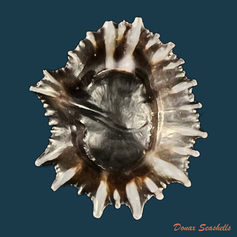 siphonaria-sipho-g-b-sowerby-i-1823-23-2mm-copia