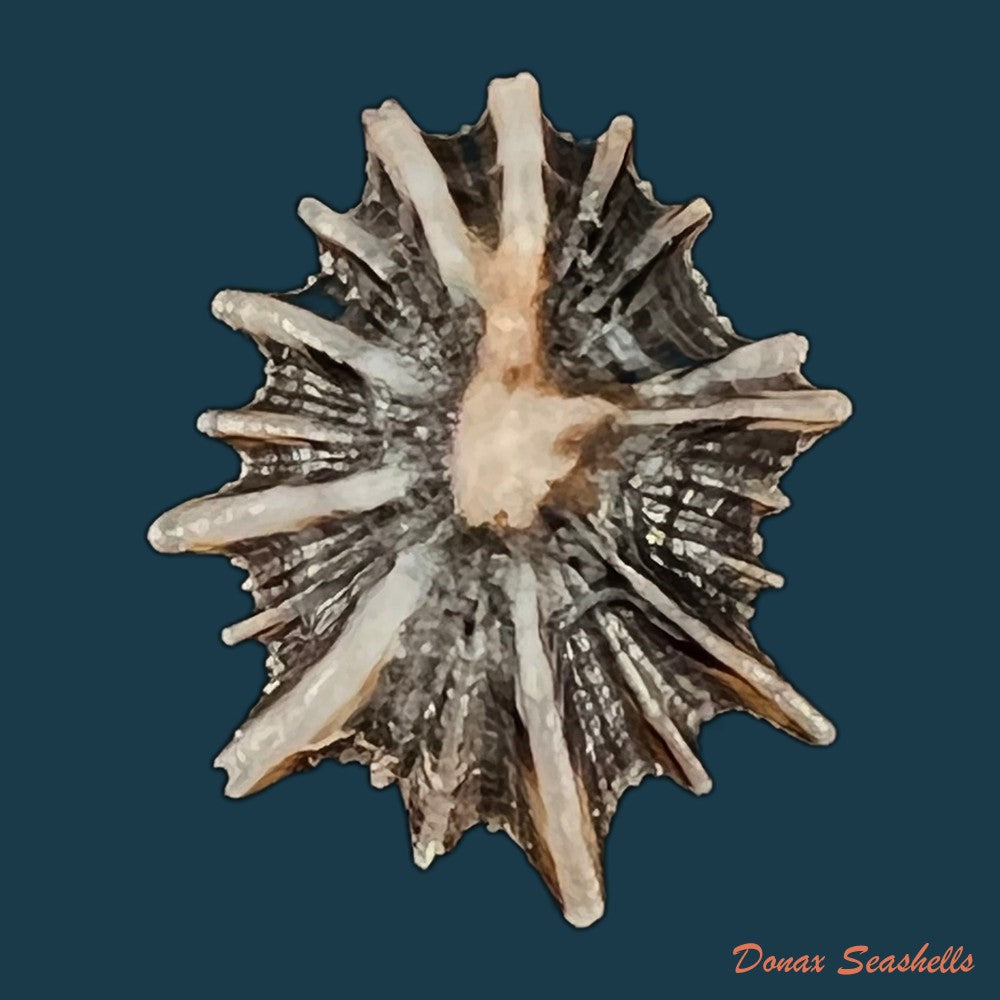 siphonaria-sipho-g-b-sowerby-i-1823-26-6mm-copia-1