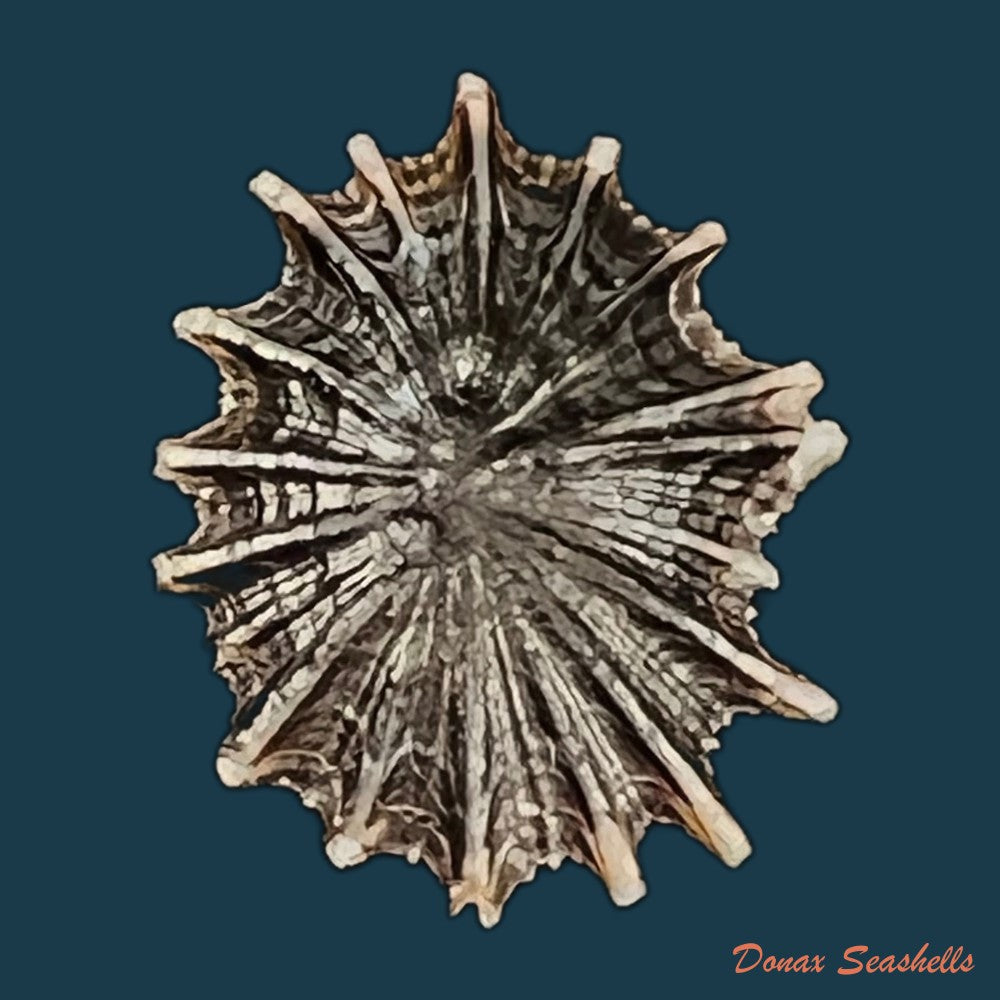 siphonaria-sipho-g-b-sowerby-i-1823-26-6mm-copia