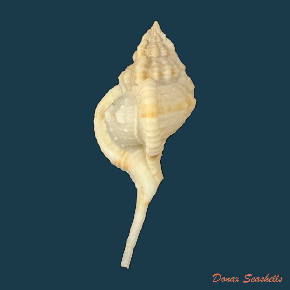 siratus-bessei-houart-2000-53-9mm-copia-2