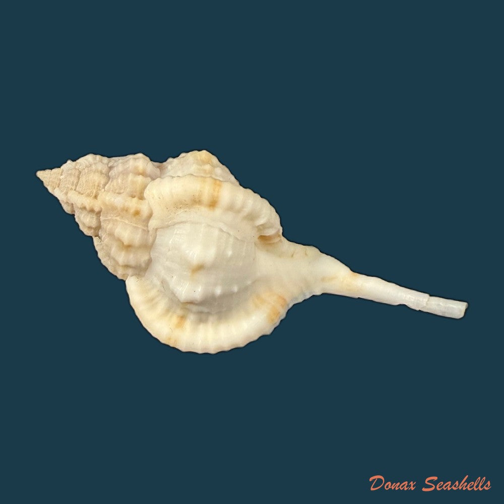 siratus-bessei-houart-2000-53-9mm-copia-2