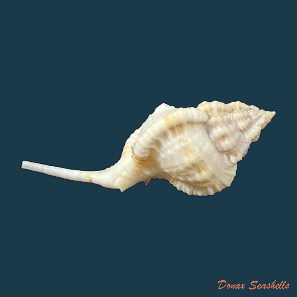 siratus-bessei-houart-2000-53-9mm-copia-2