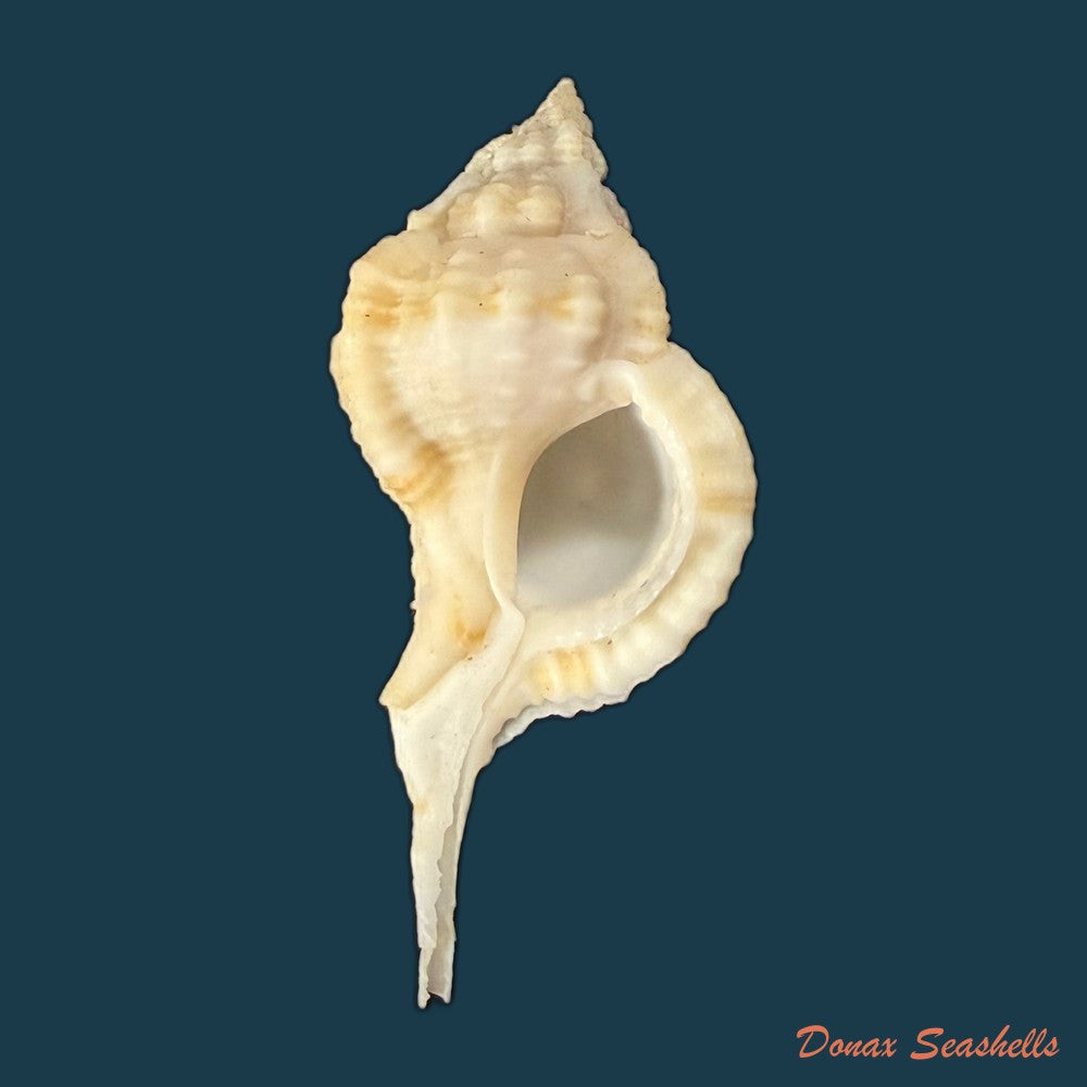 siratus-bessei-houart-2000-53-9mm-copia-2