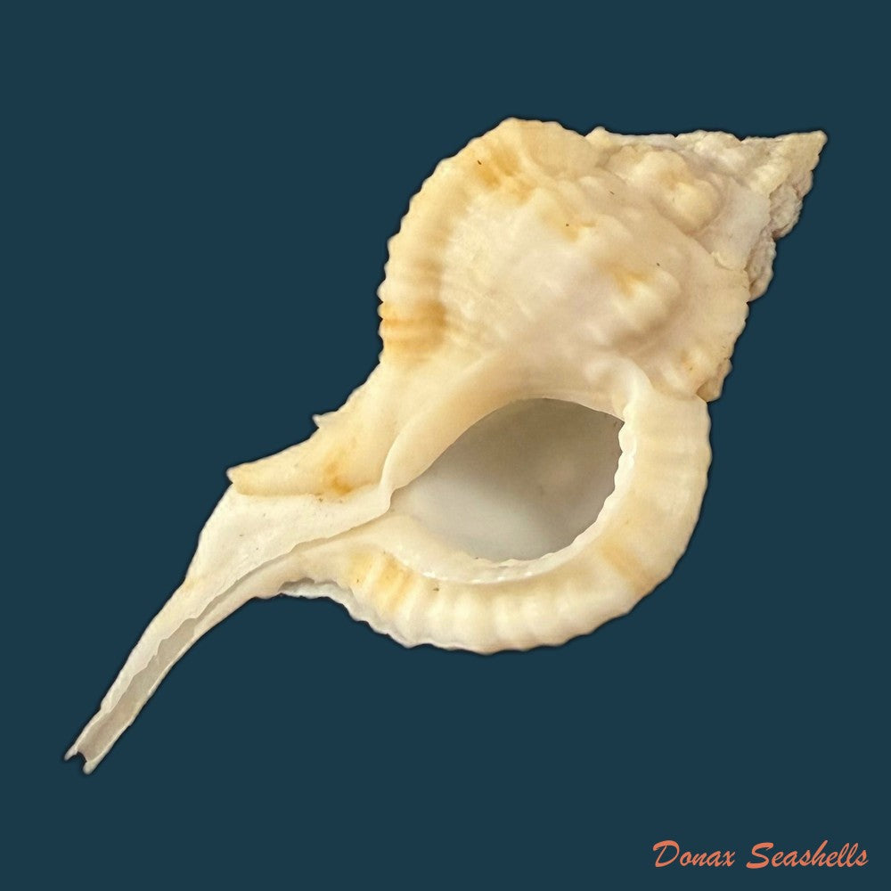 siratus-bessei-houart-2000-53-9mm-copia-2