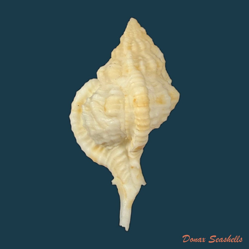siratus-cailleti-petit-de-la-saussaye-1856-51-7mm-copia