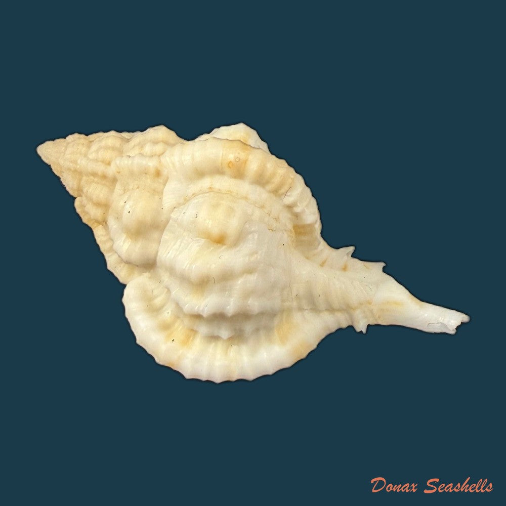 siratus-cailleti-petit-de-la-saussaye-1856-51-7mm-copia