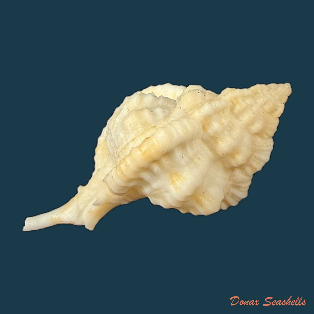 siratus-cailleti-petit-de-la-saussaye-1856-51-7mm-copia