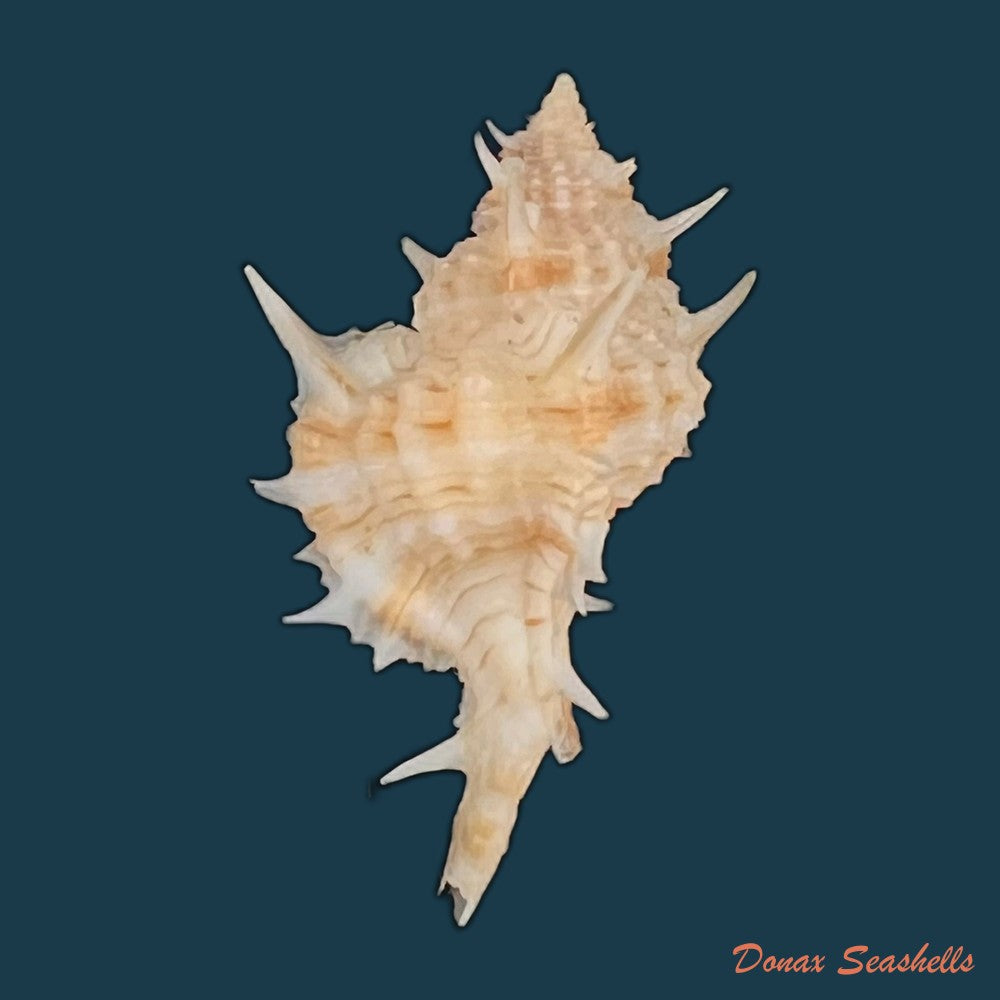 siratus-carolinae-vokes-1990-55-2mm-copia