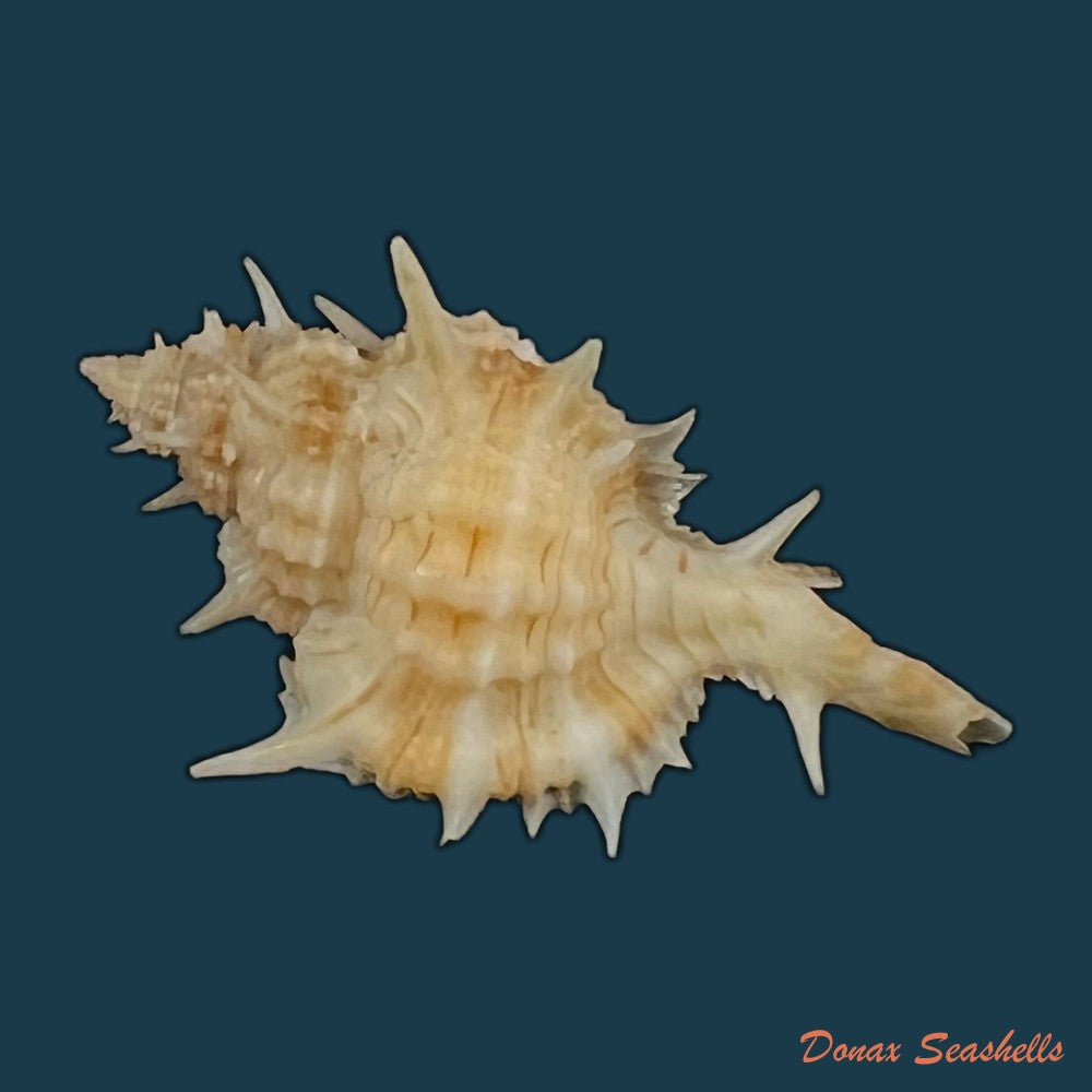 siratus-carolinae-vokes-1990-55-2mm-copia