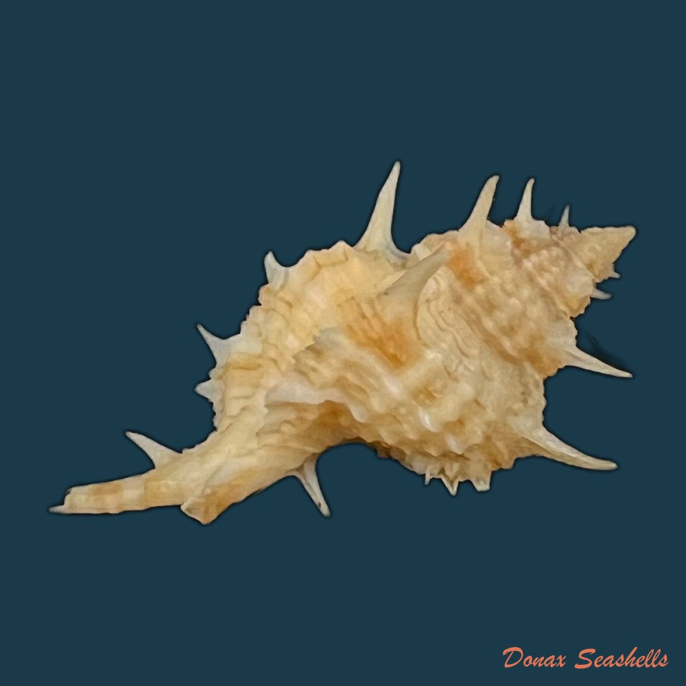siratus-carolinae-vokes-1990-55-2mm-copia