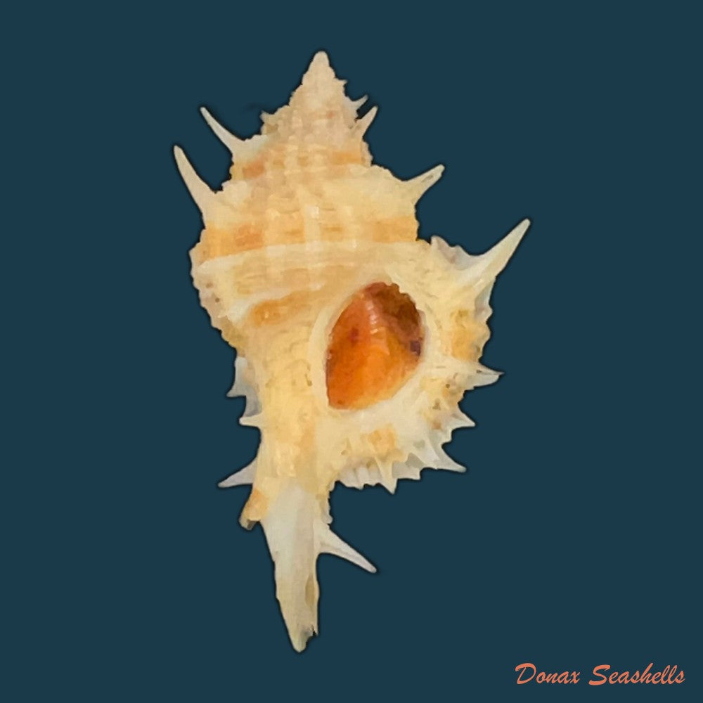siratus-carolinae-vokes-1990-55-2mm-copia