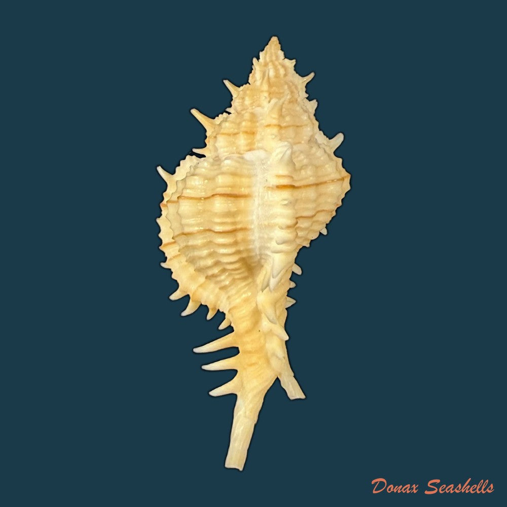 siratus-ciboney-trilineatus-reeve-1845-47-5mm-copia