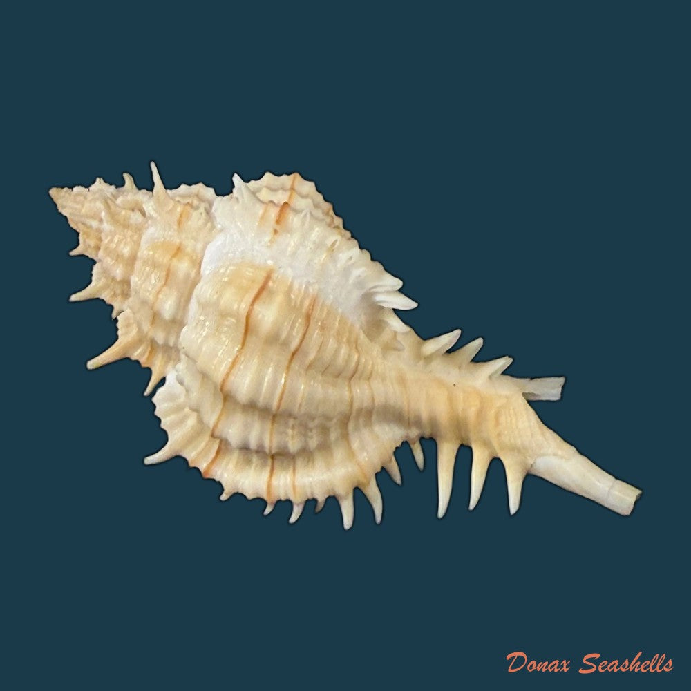 siratus-ciboney-trilineatus-reeve-1845-47-5mm-copia