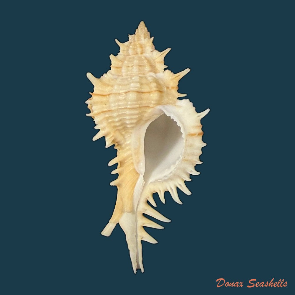 siratus-ciboney-trilineatus-reeve-1845-47-5mm-copia
