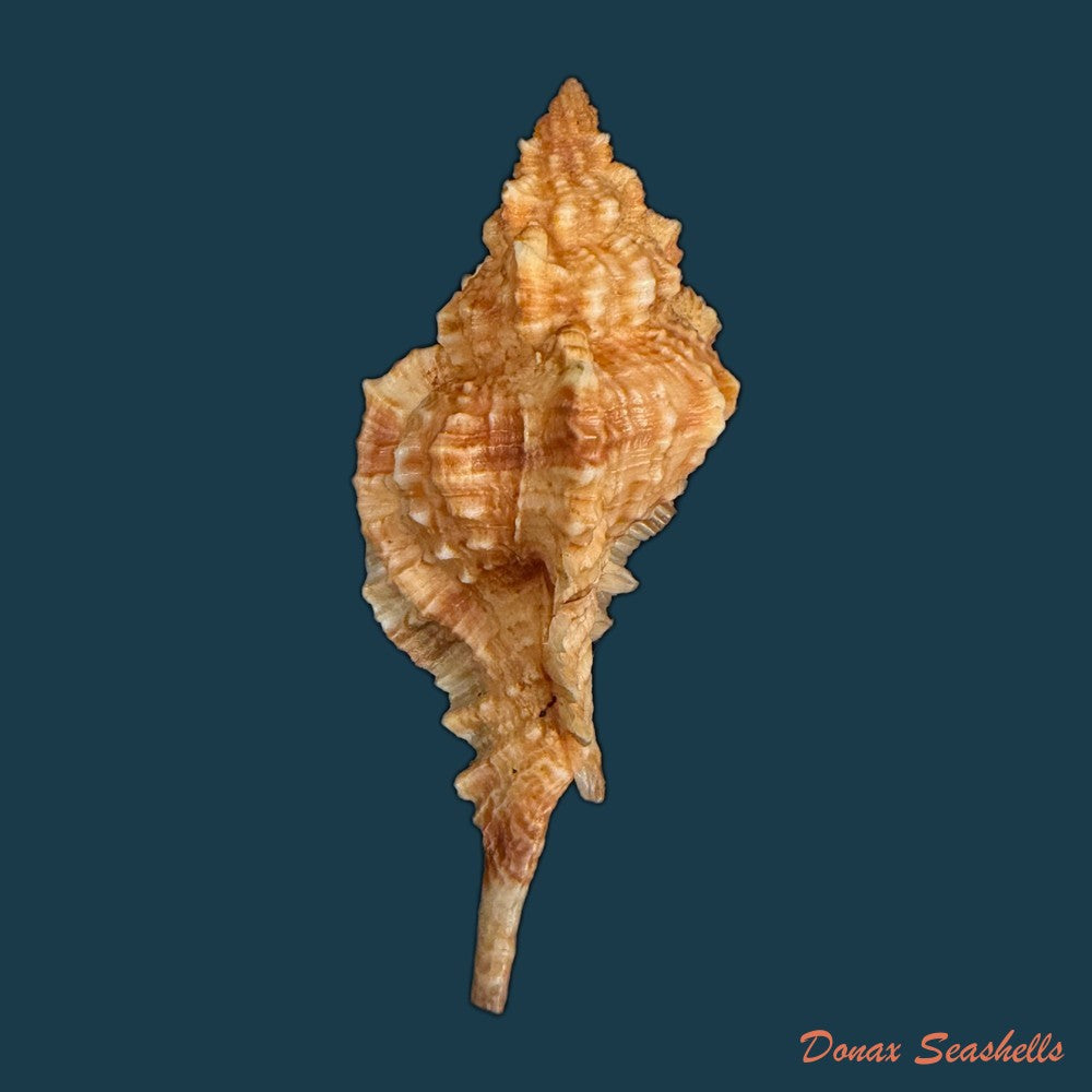 siratus-coltrorum-e-h-vokes-1990-52-1mm-copia