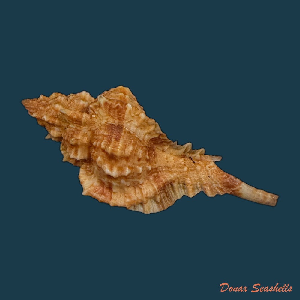 siratus-coltrorum-e-h-vokes-1990-52-1mm-copia