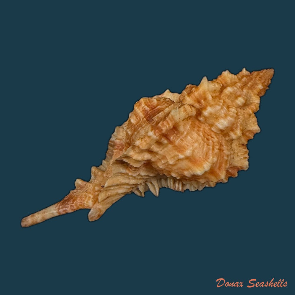 siratus-coltrorum-e-h-vokes-1990-52-1mm-copia