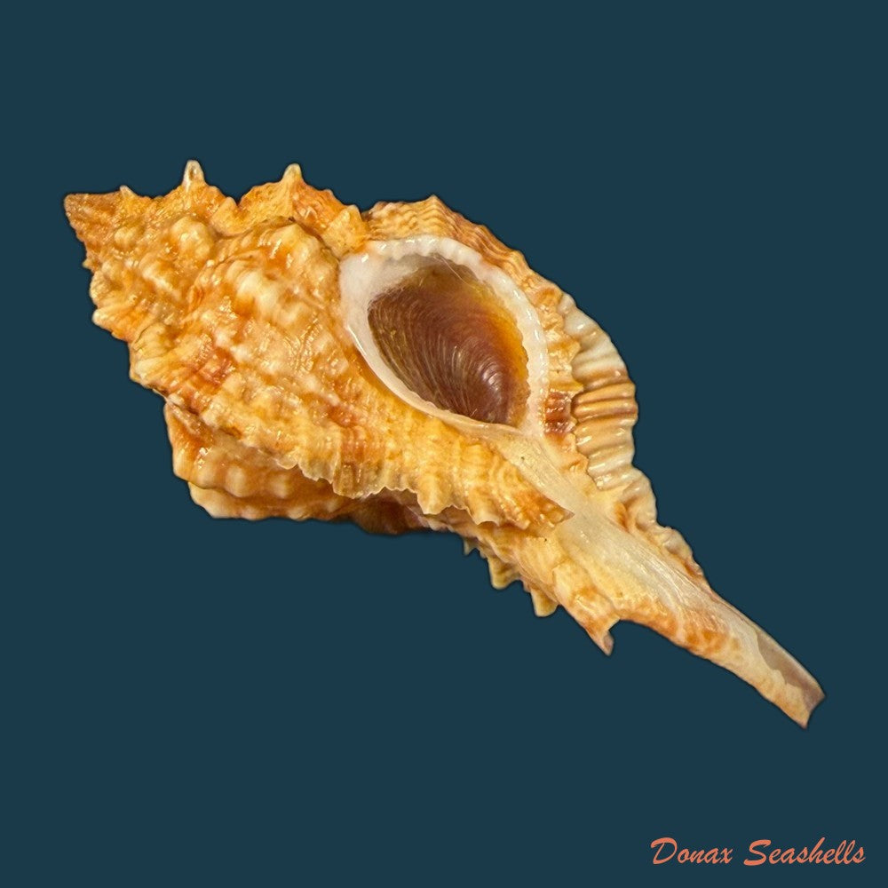 siratus-coltrorum-e-h-vokes-1990-52-1mm-copia