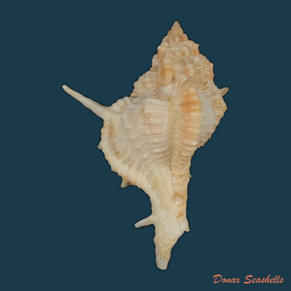siratus-formosus-g-b-sowerby-ii-1841-50-9mm-copia