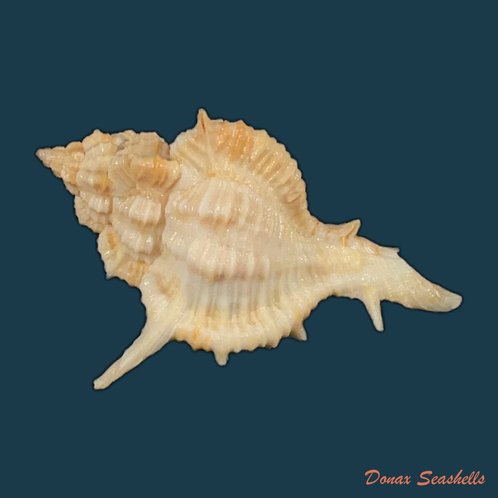 siratus-formosus-g-b-sowerby-ii-1841-50-9mm-copia