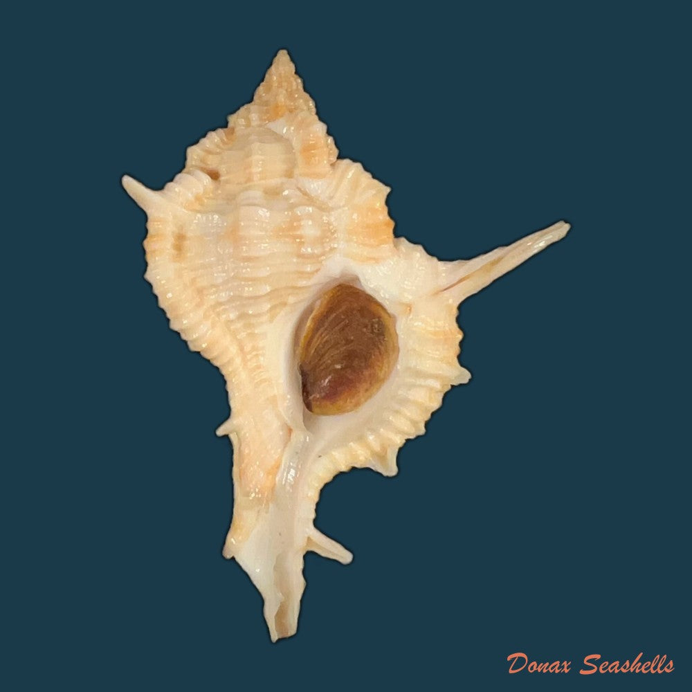 siratus-formosus-g-b-sowerby-ii-1841-50-9mm-copia