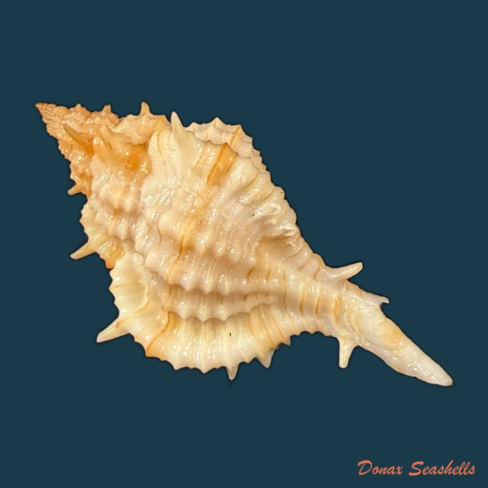 siratus-graciadiosus-houart-garrigues-2023-43-6mm-copia-1