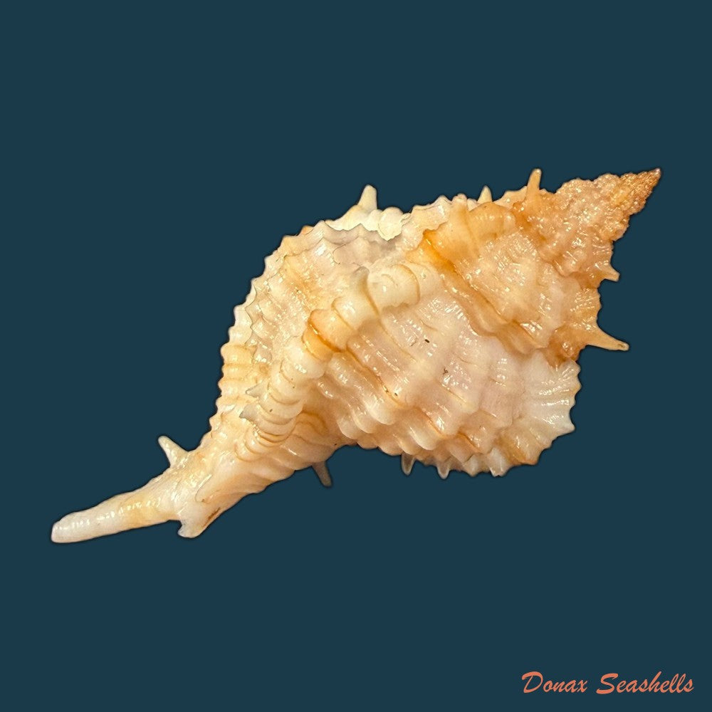 siratus-graciadiosus-houart-garrigues-2023-43-6mm-copia-1