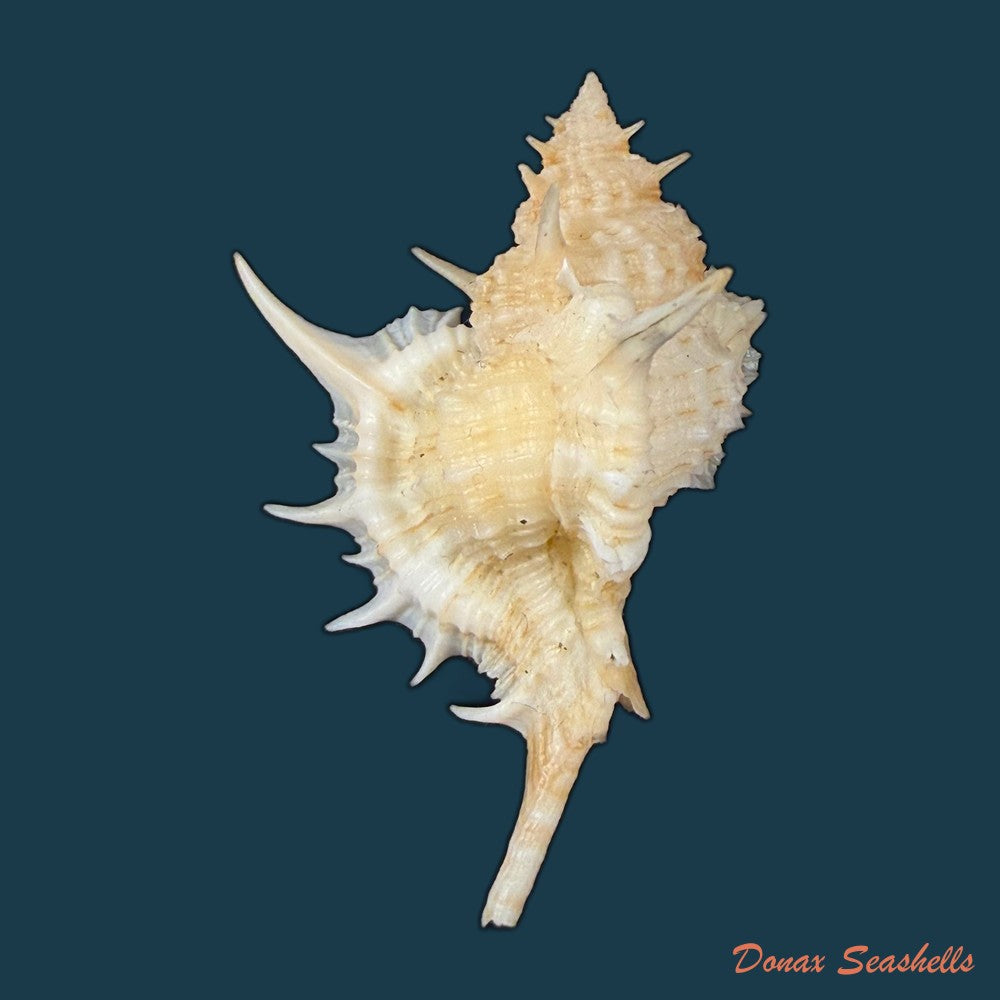 siratus-graciadiosus-houart-garrigues-2023-43-6mm-copia