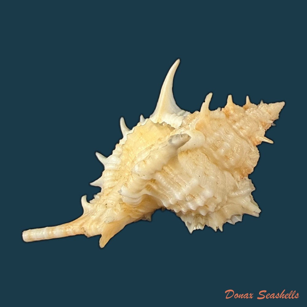 siratus-graciadiosus-houart-garrigues-2023-43-6mm-copia