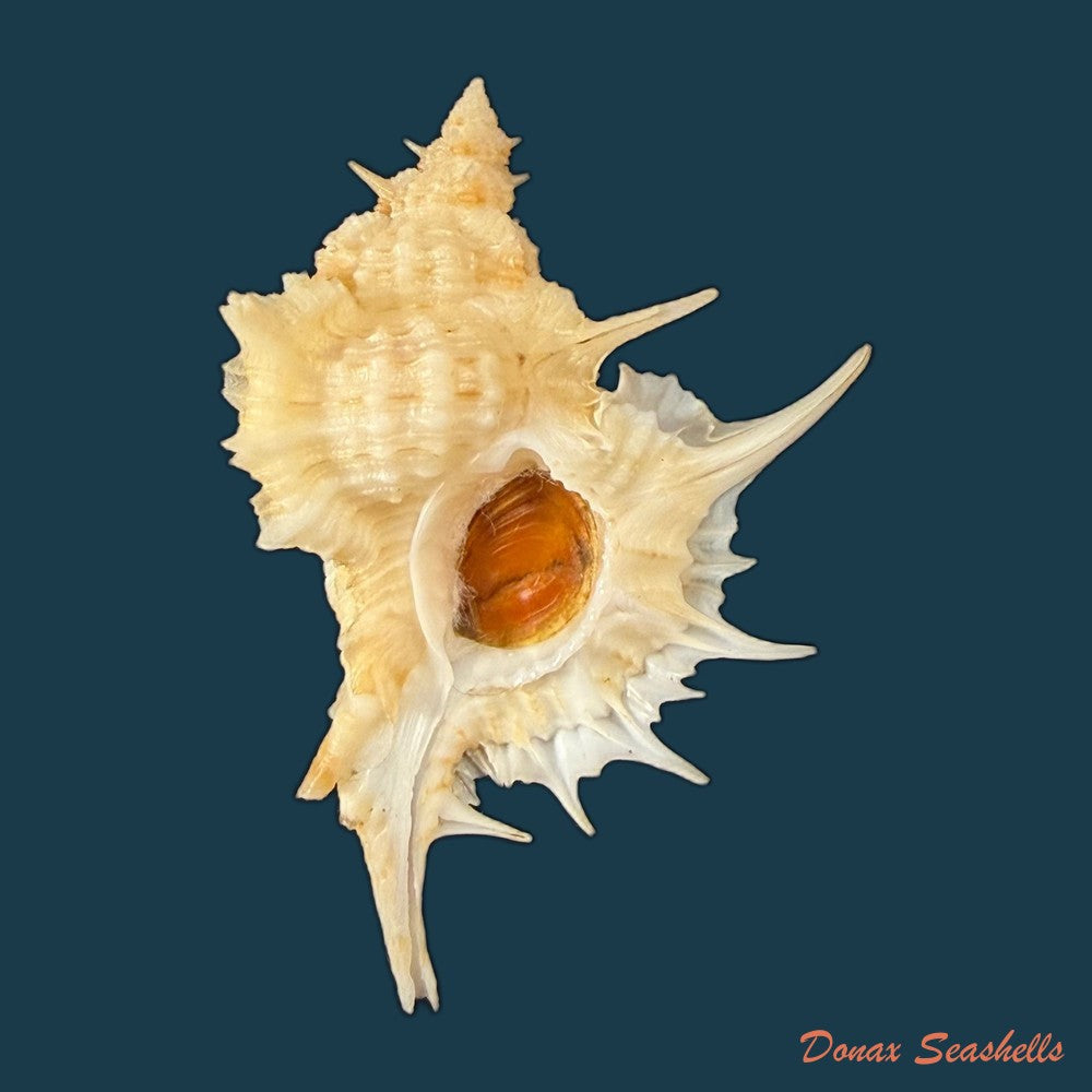 siratus-graciadiosus-houart-garrigues-2023-43-6mm-copia