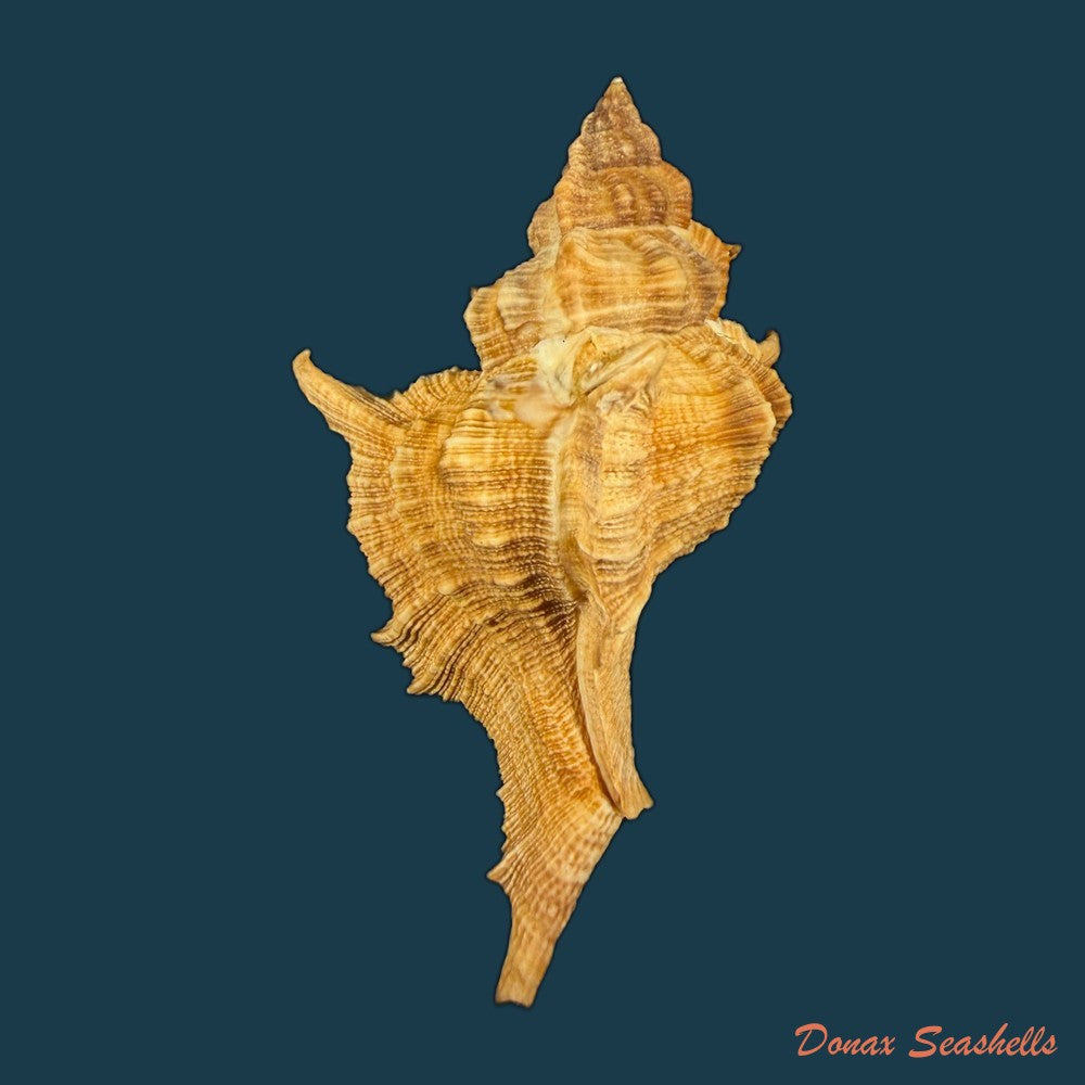 siratus-senegalensis-gmelin-1791-59mm-copia
