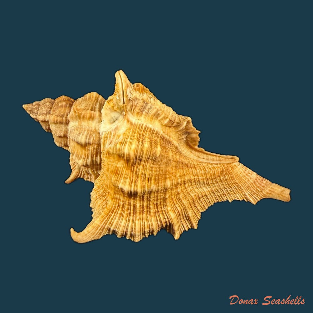 siratus-senegalensis-gmelin-1791-59mm-copia