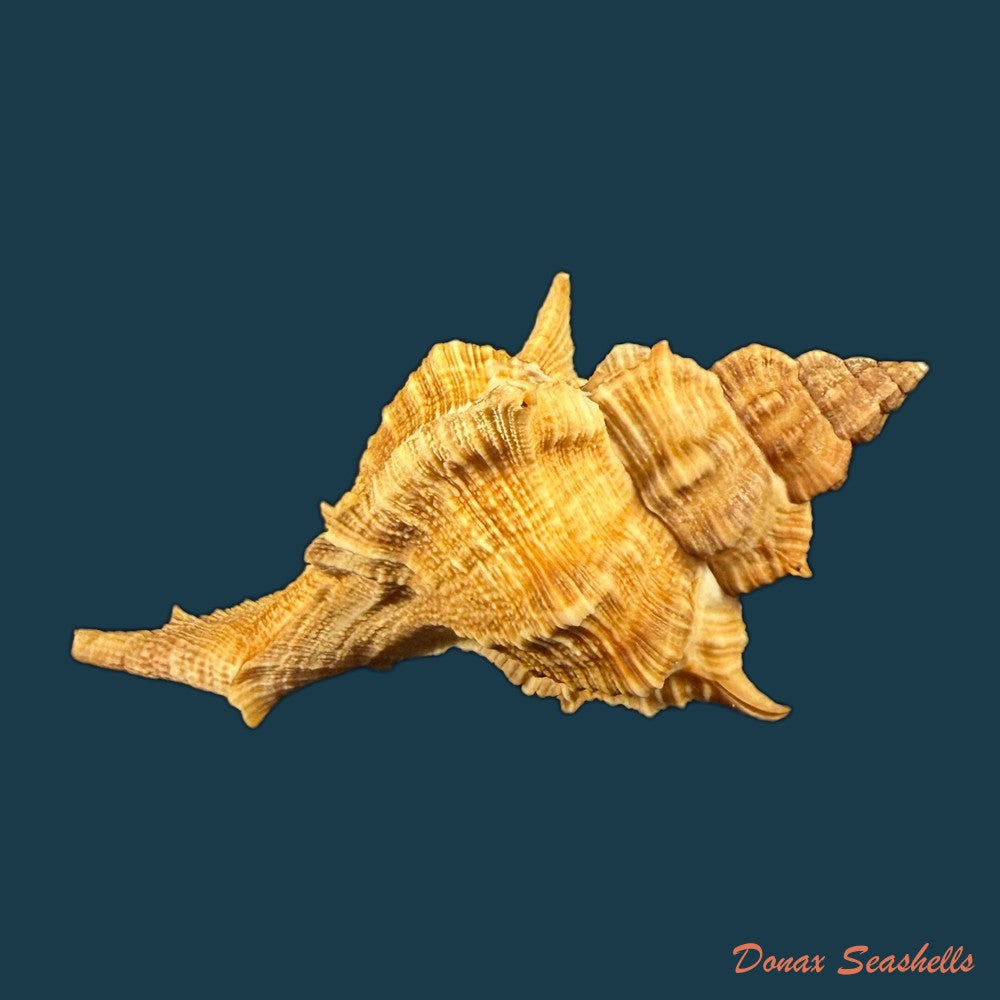 siratus-senegalensis-gmelin-1791-59mm-copia